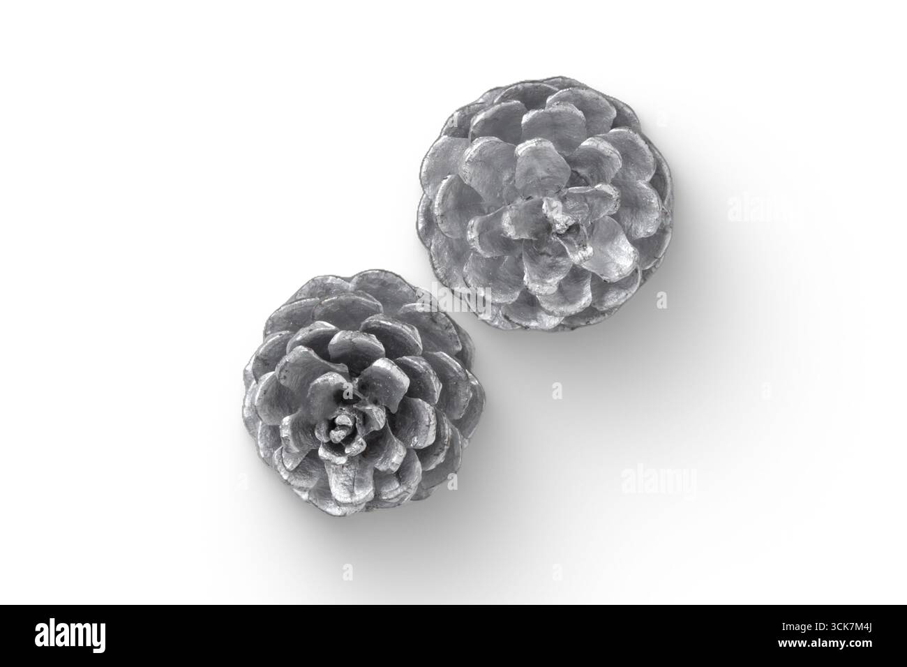 Due coni di pino disposti su sfondo bianco, che mostrano la loro naturale consistenza e forma. Foto Stock