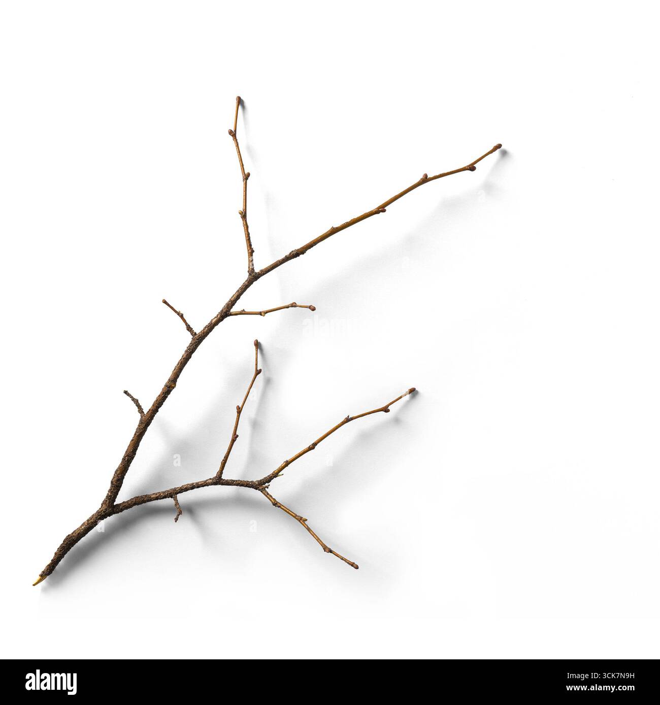 Un semplice ramoscello marrone con diversi rami, posizionato su uno sfondo bianco, che enfatizza gli elementi naturali. Foto Stock