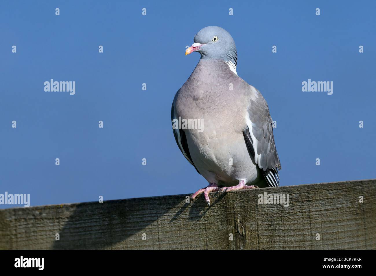 Wood Pigeon, Columba Palumbus, Un uccello adulto su una recinzione in cima alla scogliera, Norfolk April Foto Stock