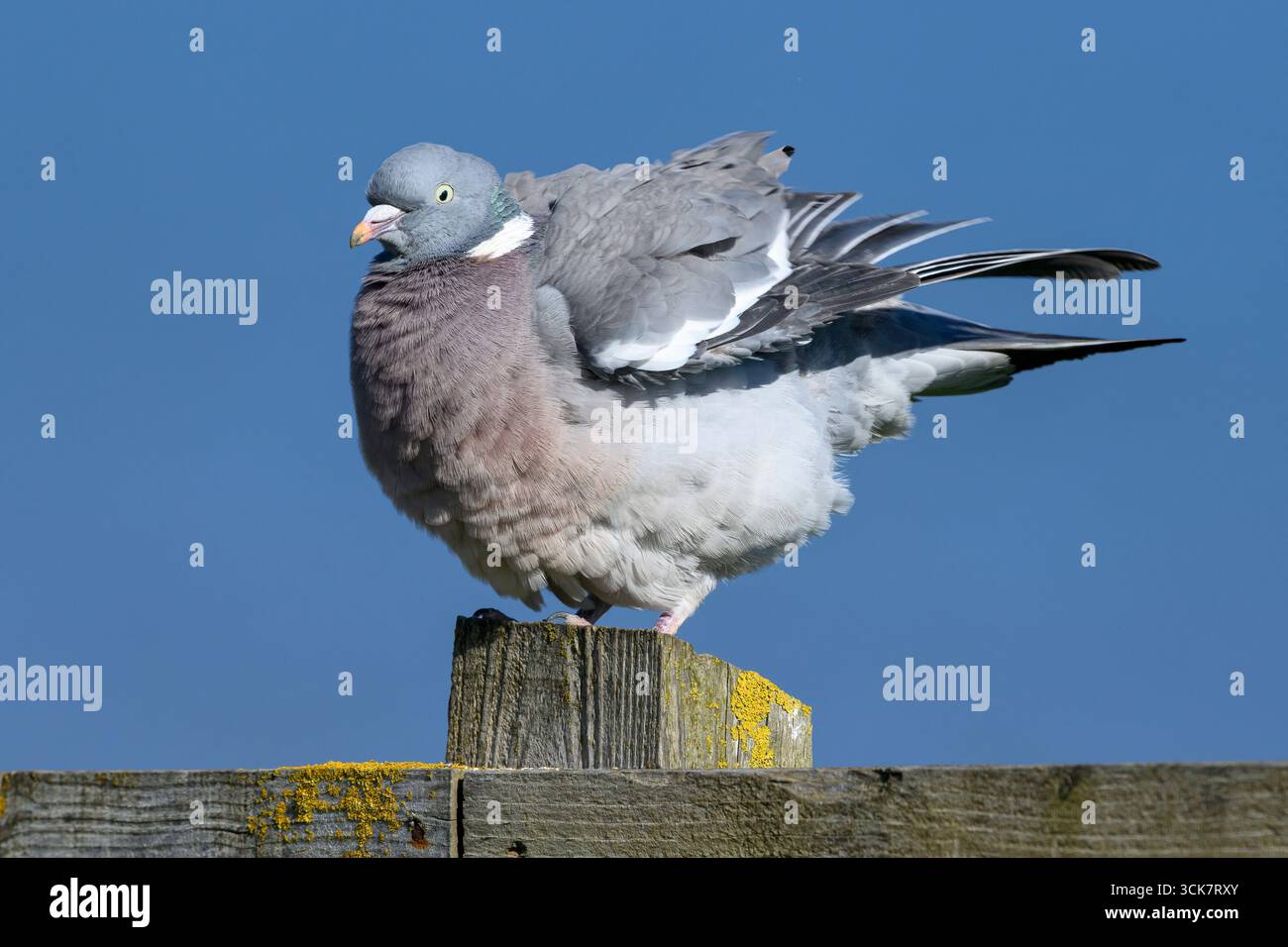 Piccione di legno, palumbo di Columba, piume di uccello adulto che scuote dopo la preparazione. Norfolk April Foto Stock