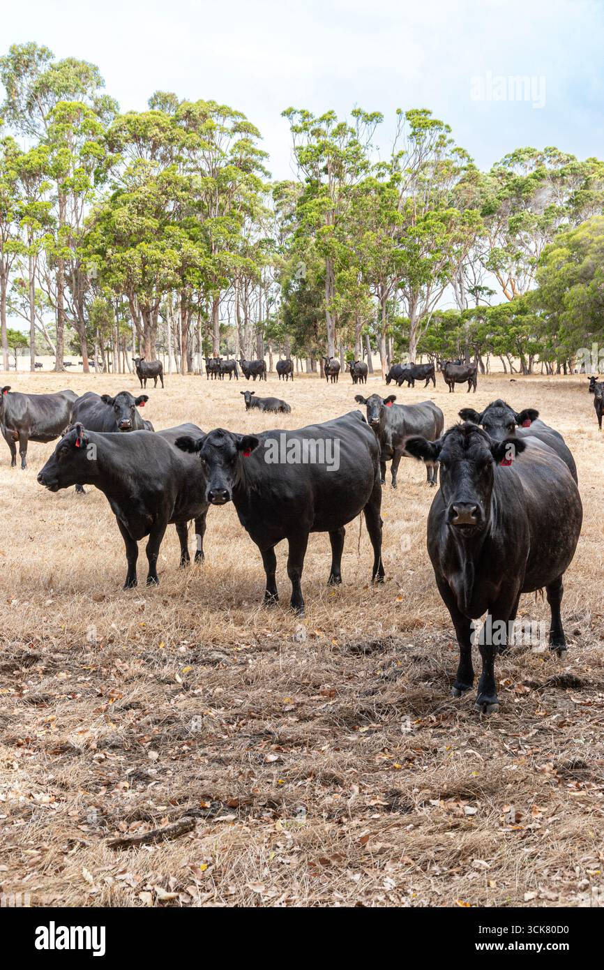 Bestiame nero vicino a Karridale, regione di Margaret River, Contea di Augusta nella regione SW dell'Australia Occidentale WA Foto Stock