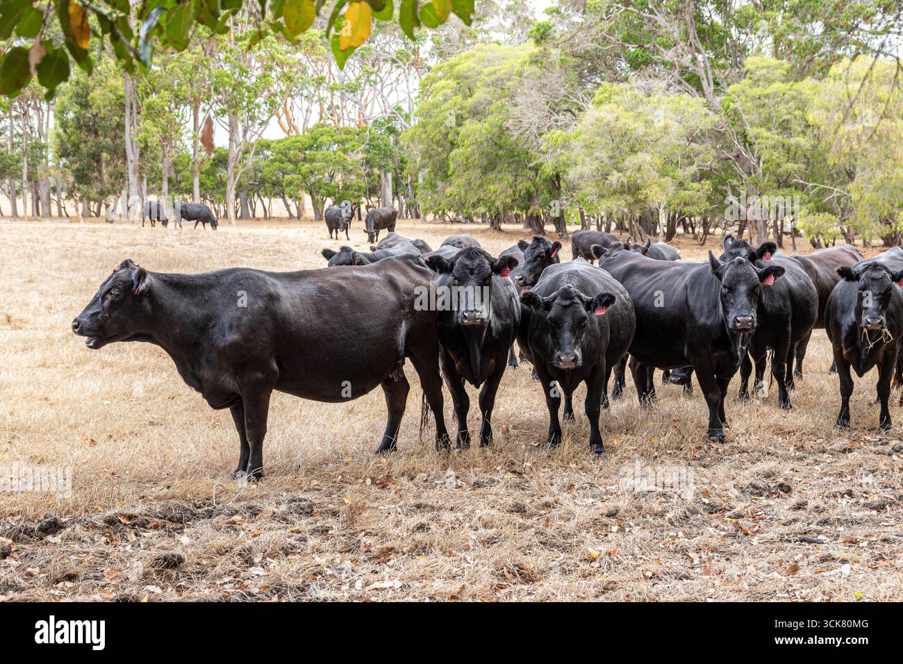 Bestiame nero vicino a Karridale, regione di Margaret River, Contea di Augusta nella regione SW dell'Australia Occidentale WA Foto Stock