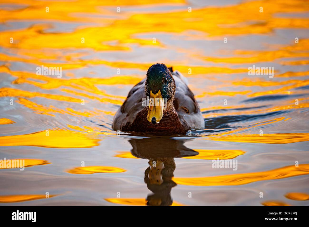 Un'impressionante prospettiva testa a testa di un maschio che nuota direttamente verso la fotocamera. Foto Stock