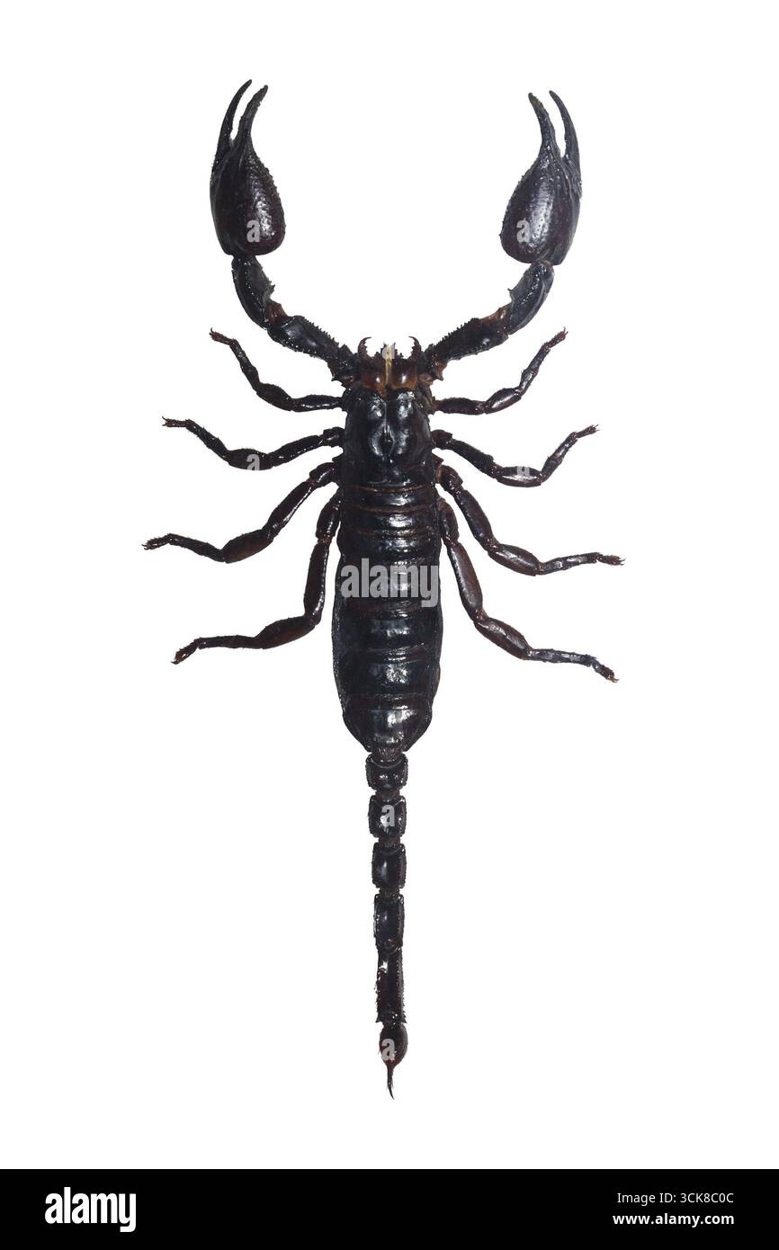 Bella foto macro di grosso scorpione nero isolato su sfondo bianco Foto Stock