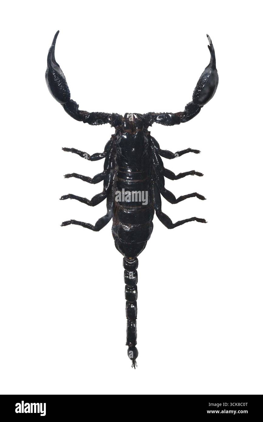 Bella foto macro di grosso scorpione nero isolato su sfondo bianco Foto Stock