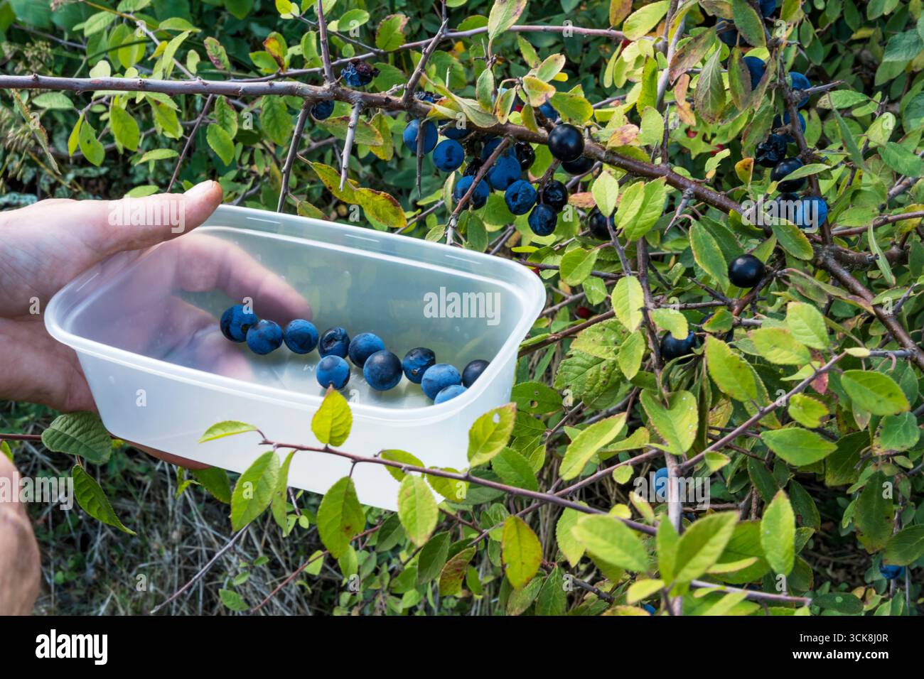 Raccolta di terreni selvaggi in Norfolk. La bacca della spina nera, Prunus spinosa, viene utilizzata per produrre il gin sloe. Foto Stock
