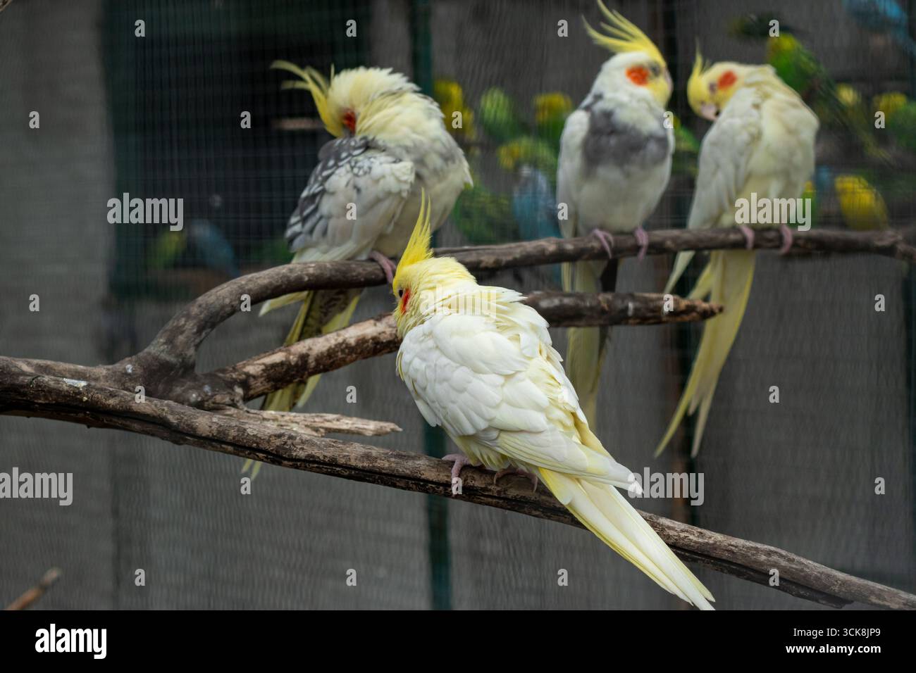 Collezione di cockatiel seduti su rami d'albero con piumaggio colorato e distintive creste gialle della testa Foto Stock