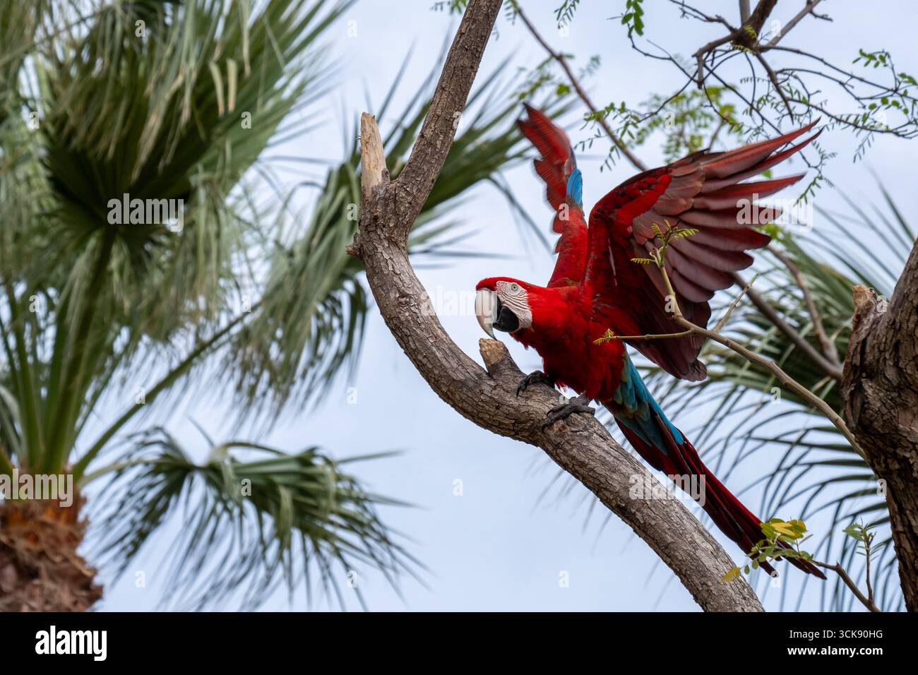 Il maestoso pappagallo di ara mostra le sue piume vivaci mentre è arroccato su un ramo di albero, circondato da lussureggiante vegetazione tropicale, creando un'incredibile visuale Foto Stock