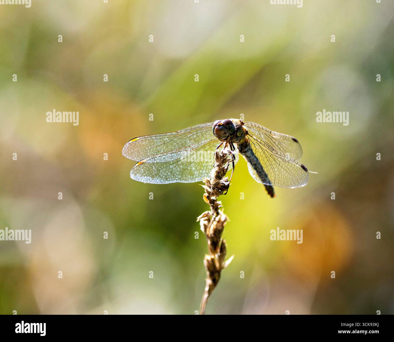 Libelle auf einem Grashalm Foto Stock
