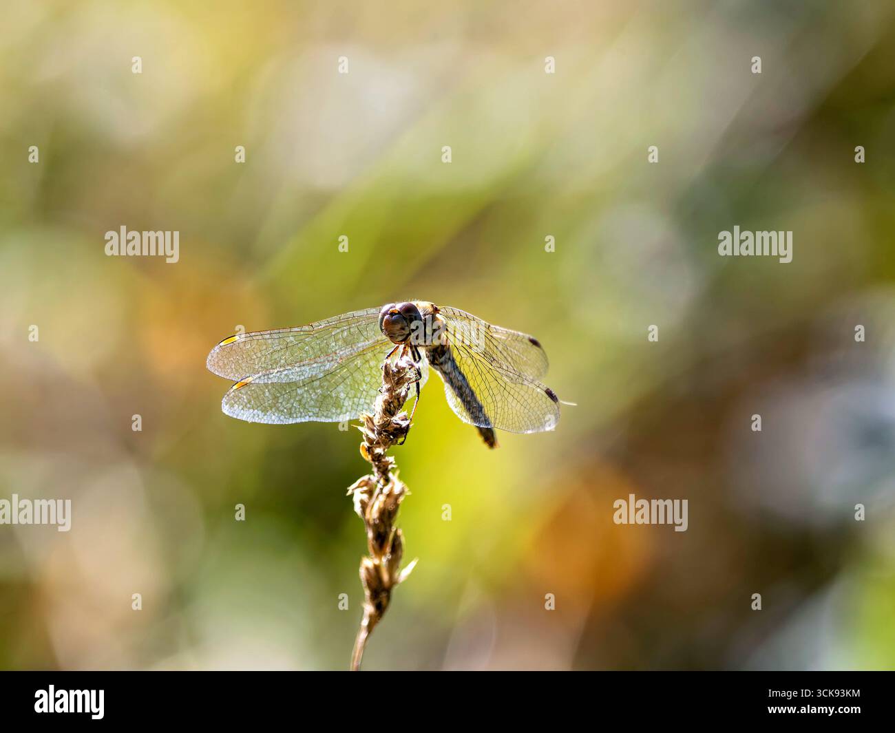 Libelle auf einem Grashalm Foto Stock