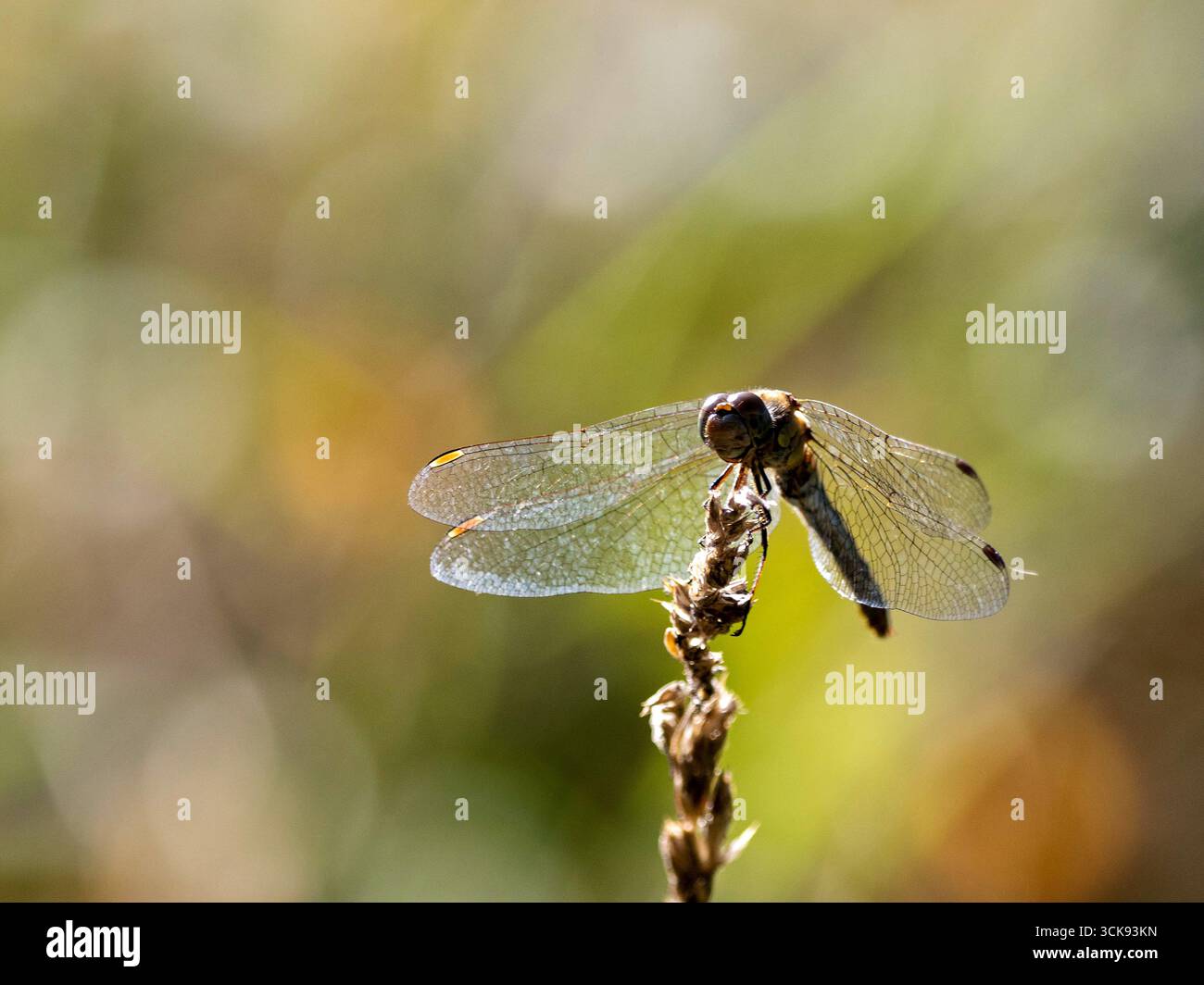 Libelle auf einem Grashalm Foto Stock