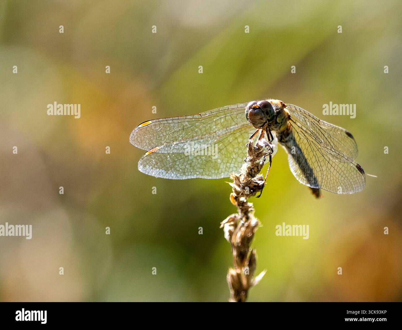 Libelle auf einem Grashalm Foto Stock