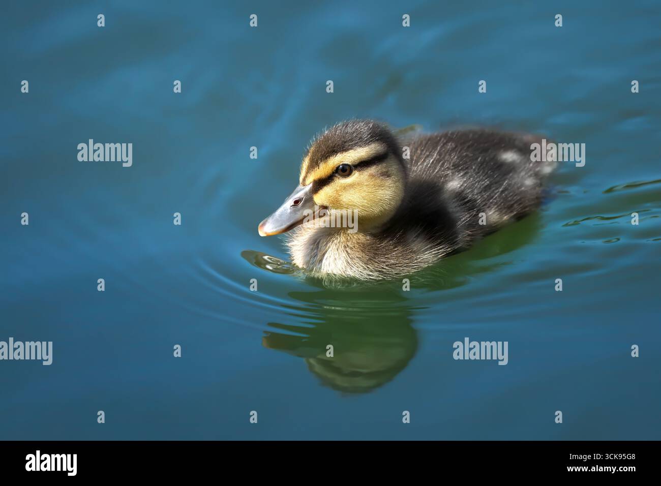 Pulcino d'anatra Mallard (Anas platyrhynchos) che nuota in acque blu Foto Stock