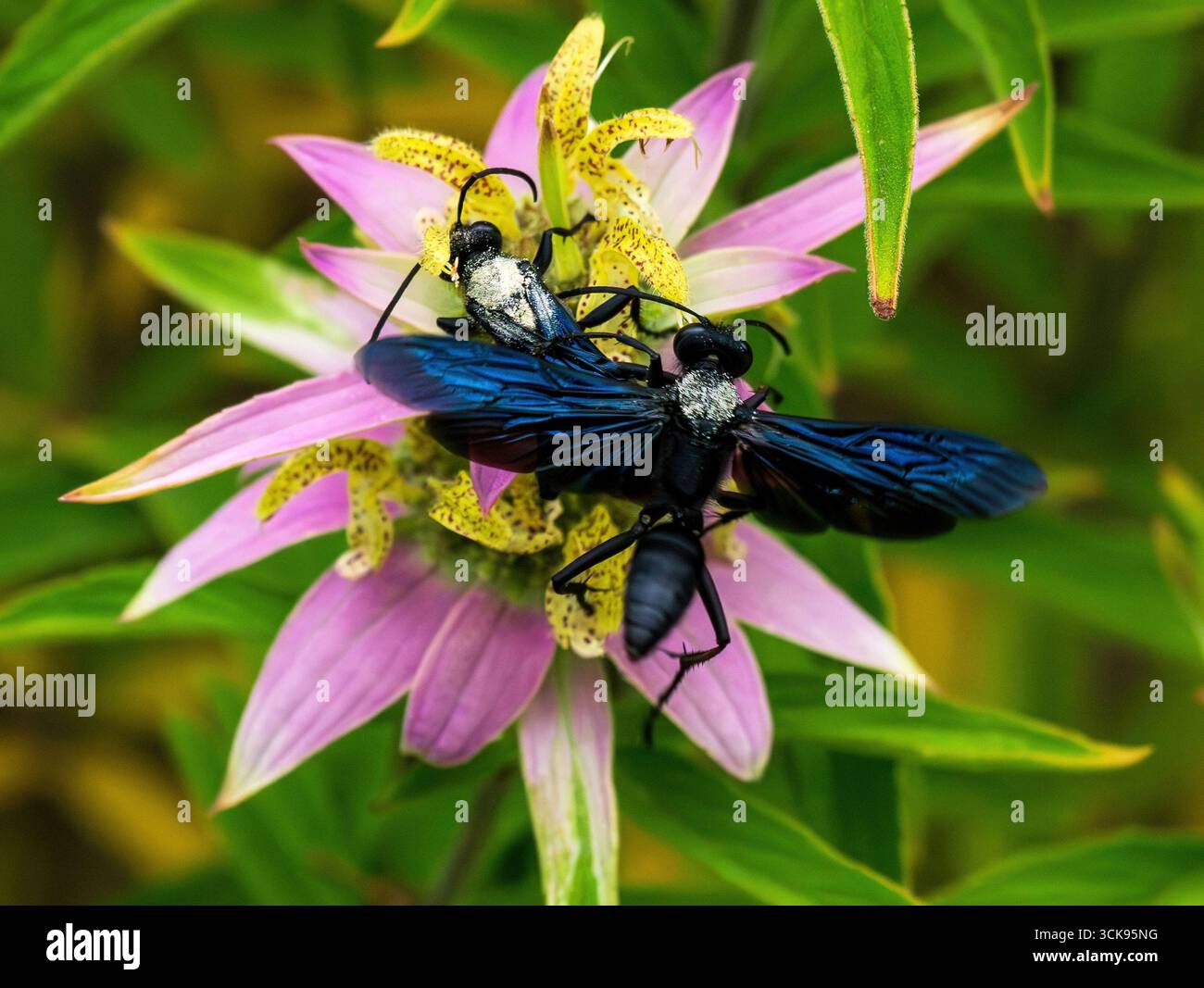 Una grande vespa nera con ali colorate blu (Sphex pensylvanicus) che volano sopra una pianta di bebalmo macchiata, mentre un'altra vespa pollina sotto di essa. Foto Stock