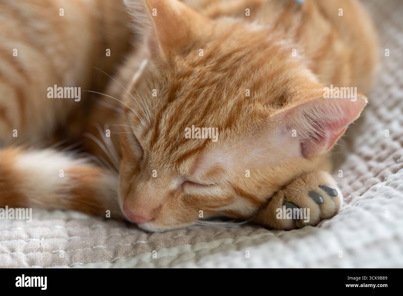 Il gatto dello zenzero si riposa comodamente, avvolto con la zampa sotto il mento, godendosi un tranquillo pisolino su una morbida coperta. Foto Stock
