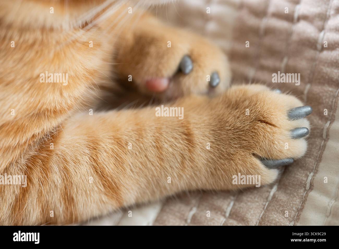 Il gatto arancione gode di un momento di relax, mostrando le zampe pelose con unghie dipinte con stile appoggiate su un comodo tessuto testurizzato. Foto Stock