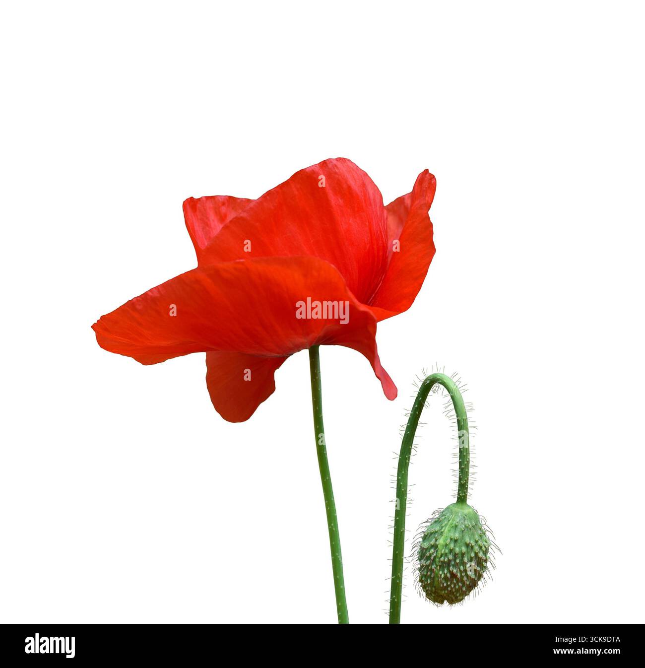 Fiore di papavero rosso singolo con gambo e boccioli verdi intatti, ritaglio isolato su sfondo bianco. Semplice elemento floreale per botanica, decorativa o desi Foto Stock