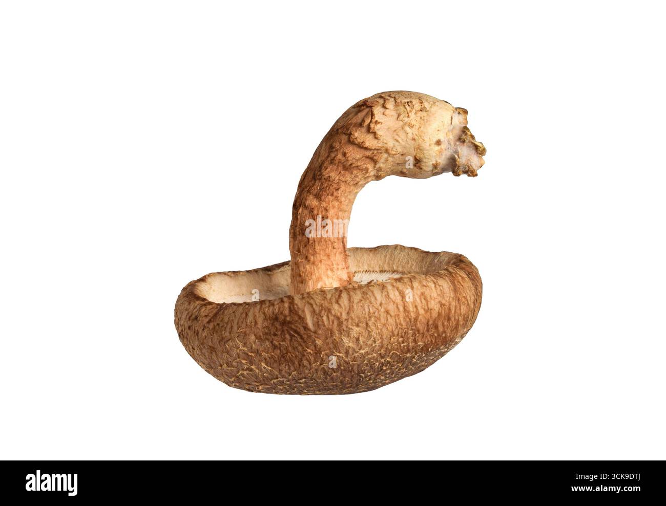 Un singolo intero fungo shiitake capovolto con stelo curvo, fessura isolata su sfondo bianco Foto Stock