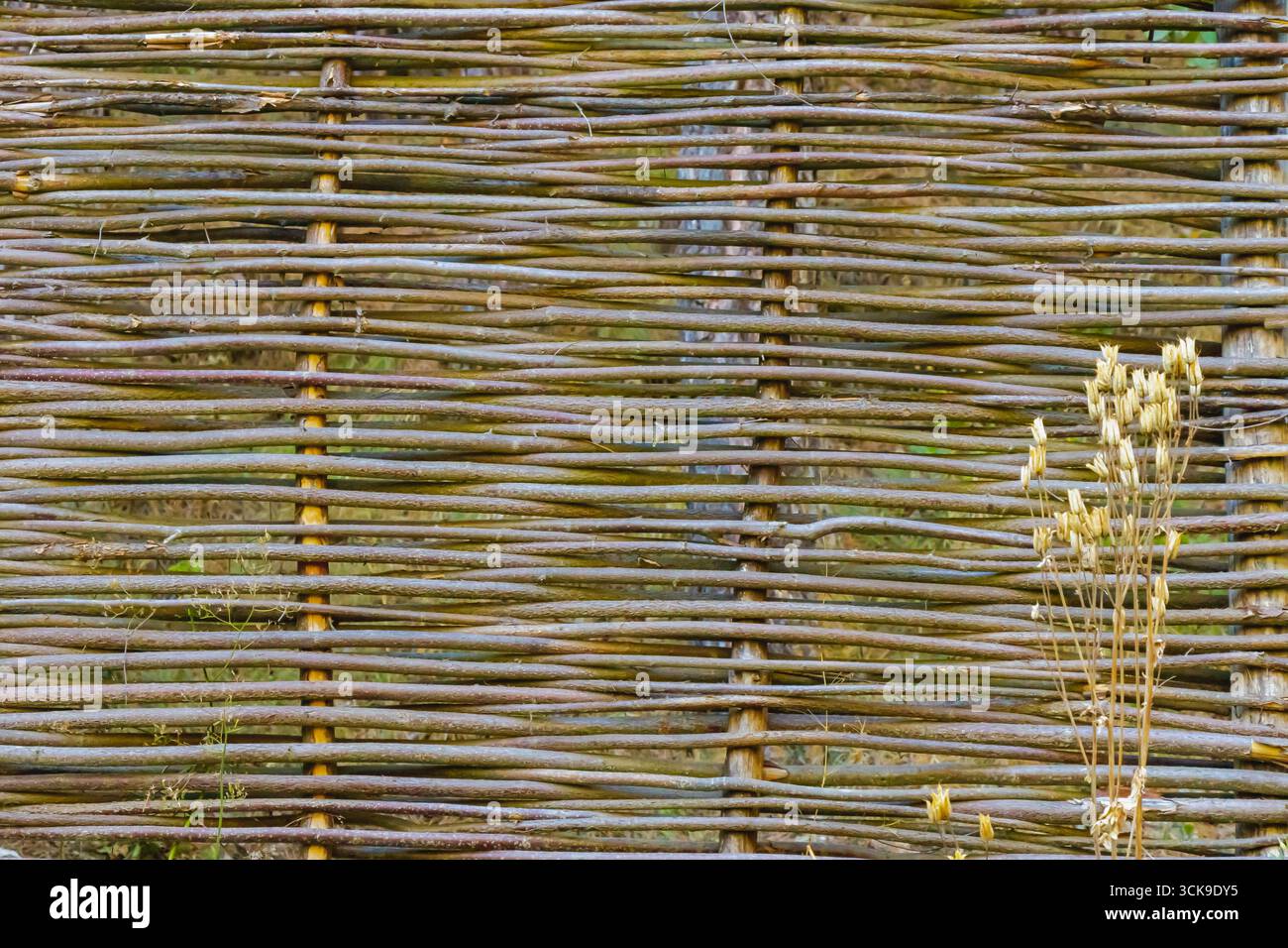 Primo piano dettagliato di una recinzione rustica di legno intrecciata fatta di rami sottili, che mostra motivi e trame naturali con una piccola pianta secca in primo piano. Foto Stock