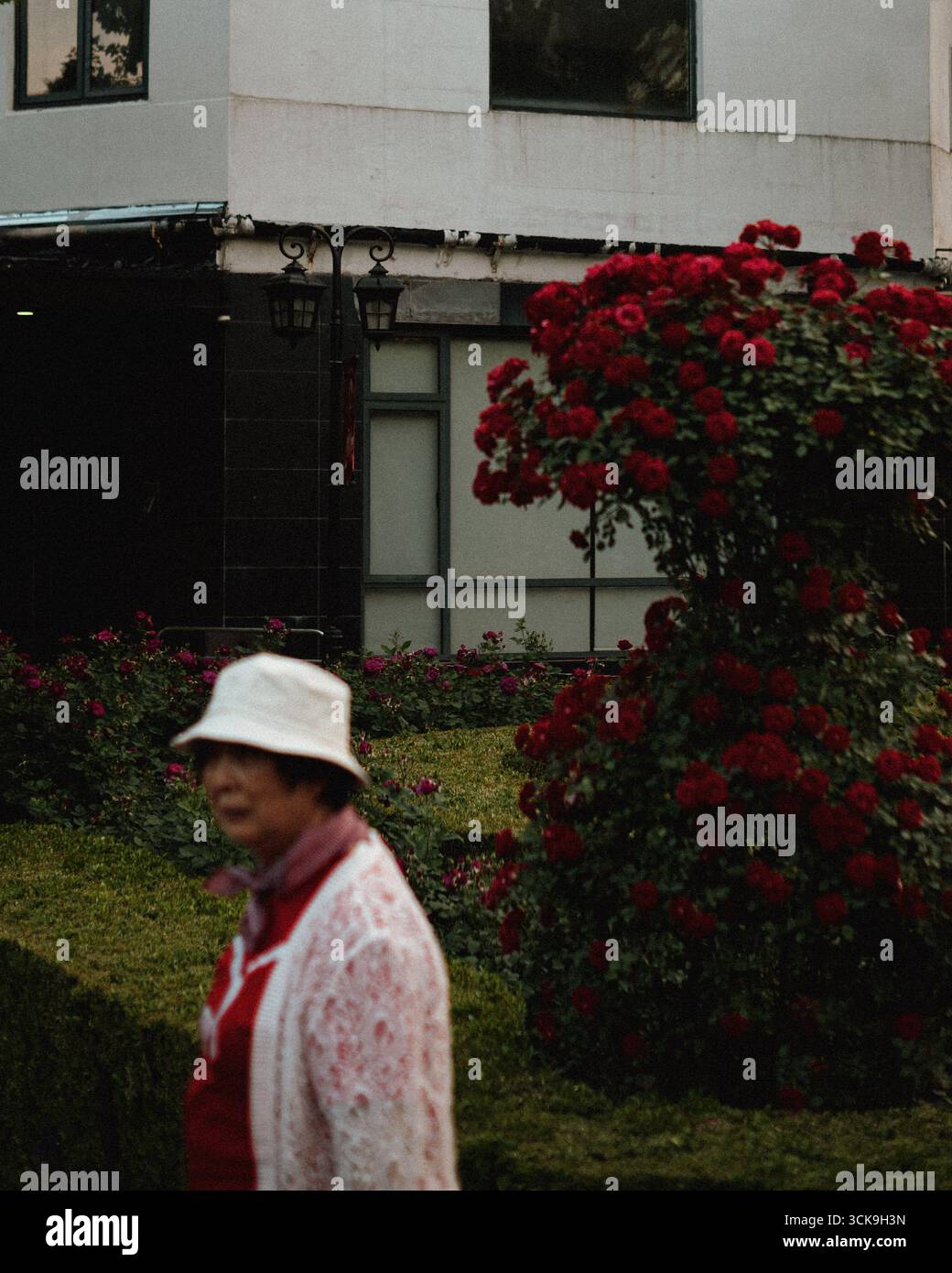 Una donna cammina tra vivaci rose rosse in un tranquillo giardino, mostrando la bellezza della natura urbana Foto Stock