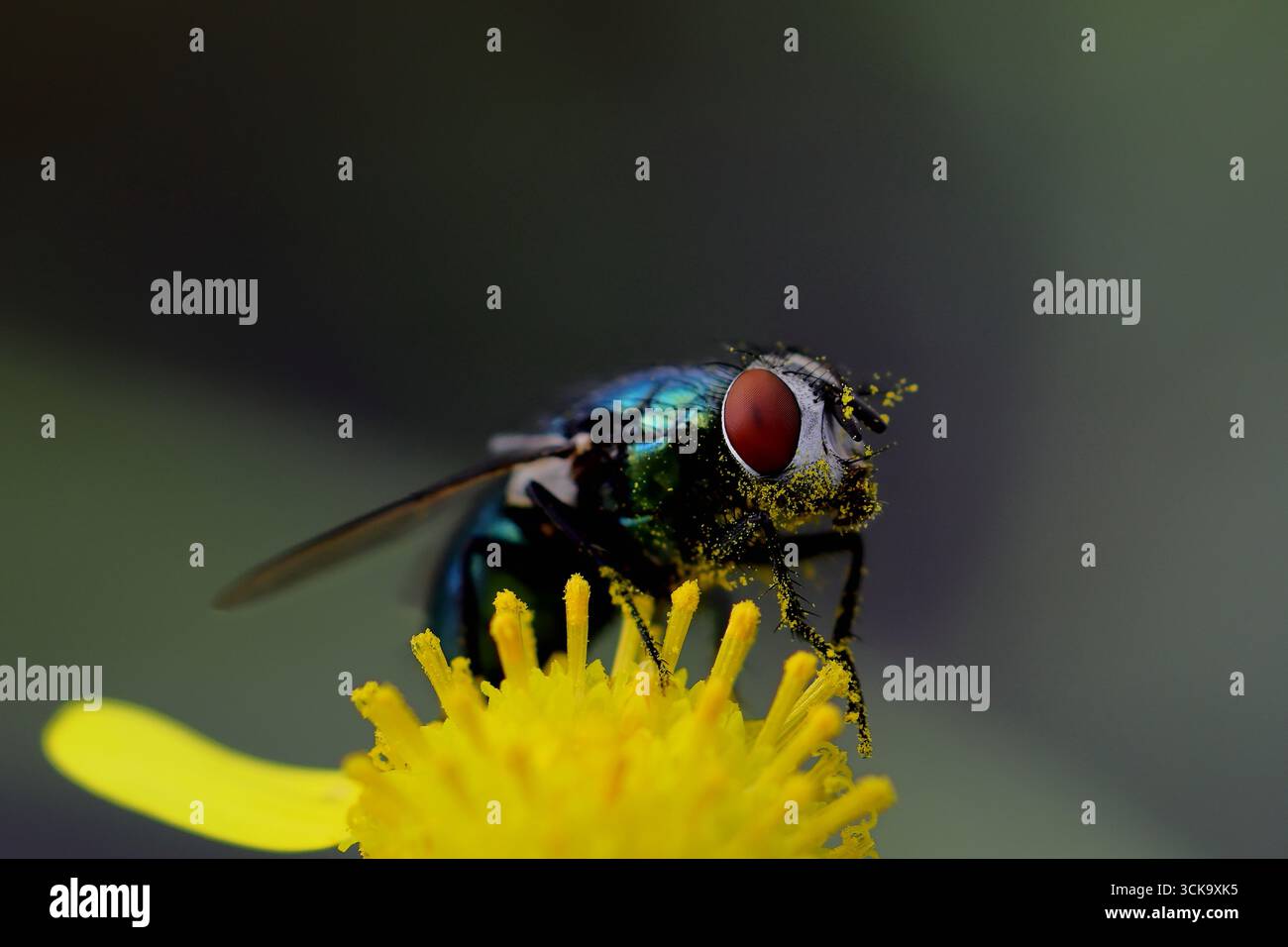 Il macro estremo di una bottiglia verde dagli occhi rossi è spolverato di polline giallo su fiori a disco ragwort, torace iridescente e setole facciali con una messa a fuoco nitida. Foto Stock