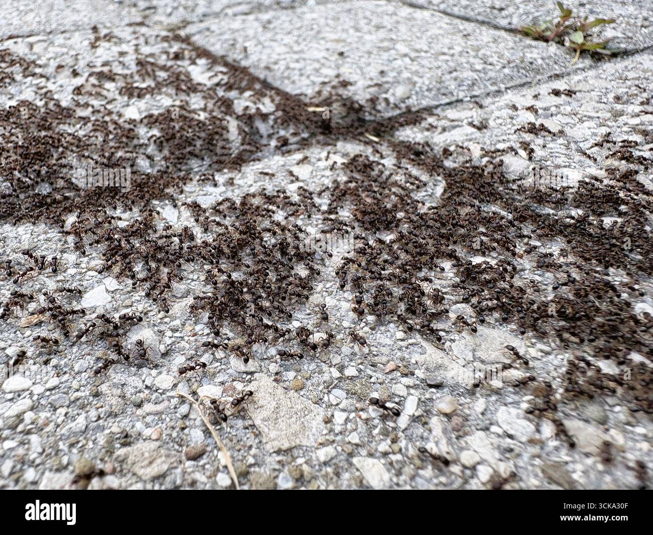 Uno sciame di centinaia di formiche sgorga attraverso le pietre grigie del patio con un senso di urgenza, possibilmente per spostare il nido o riportare il cibo. Foto Stock