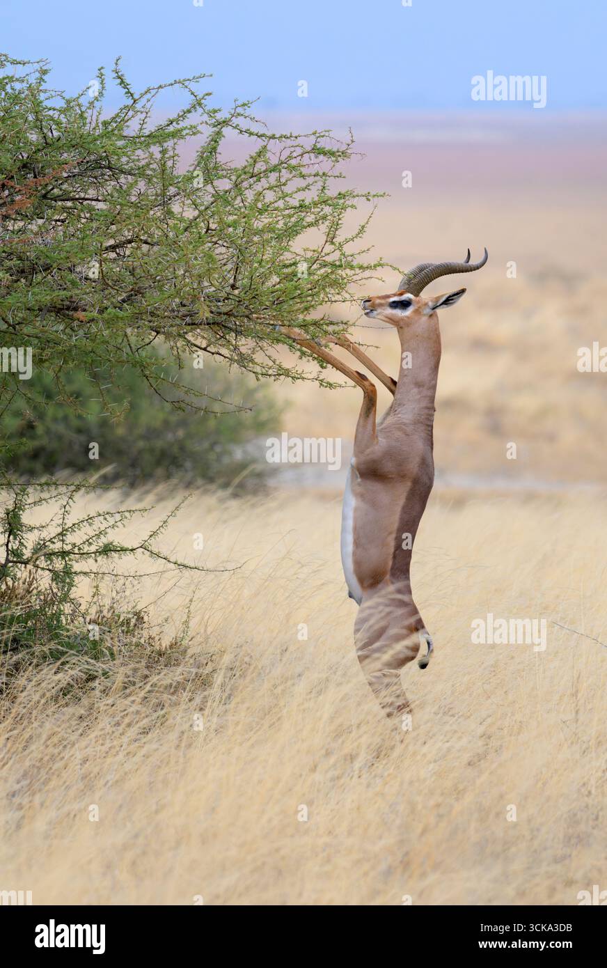Antilope gerenuk (Litocranius walleri) maschio in piedi in posizione verticale sulle zampe posteriori mentre mangia foglie di acacia, Parco Nazionale di Amboseli, Kenya. Foto Stock