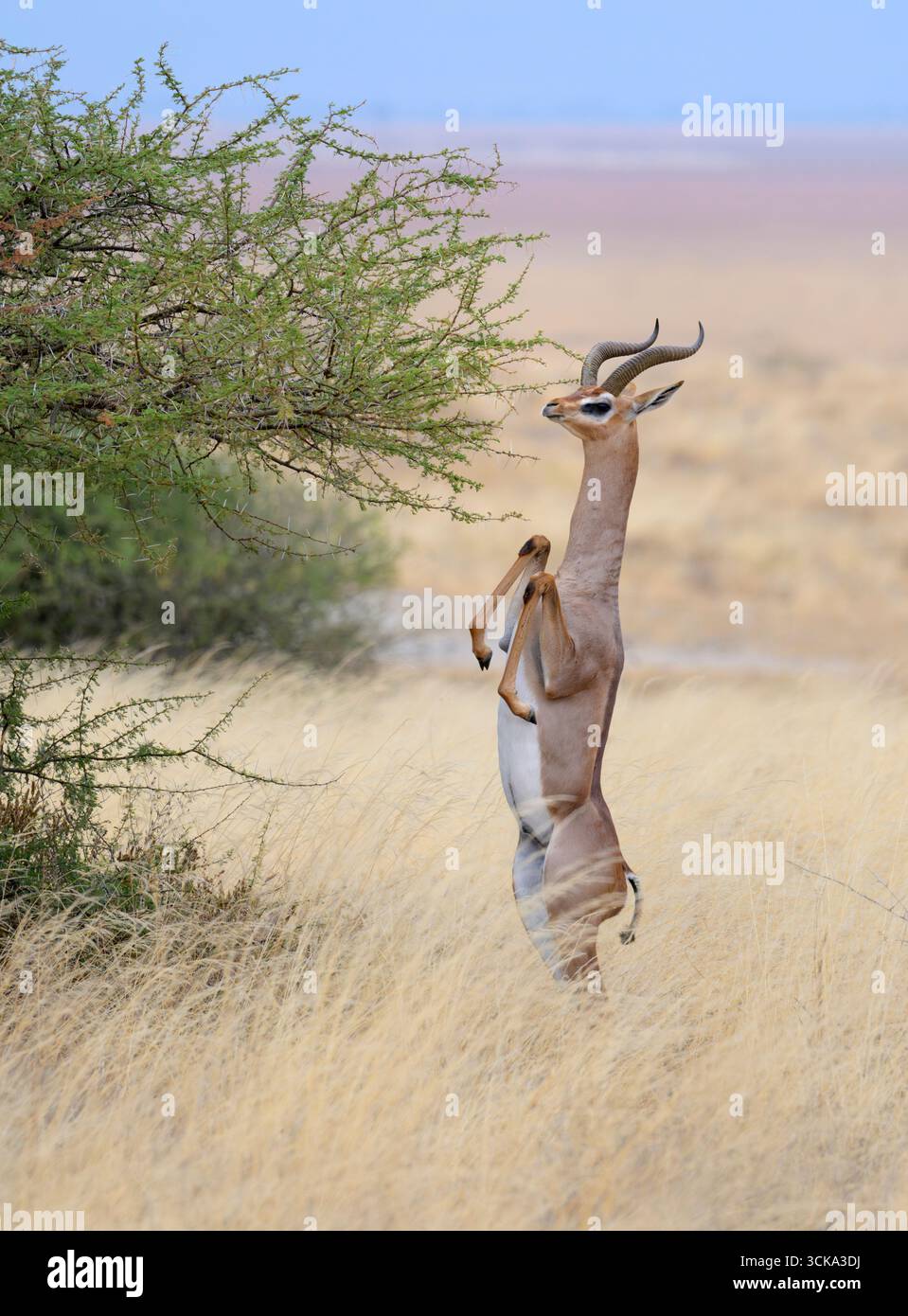 Antilope gerenuk (Litocranius walleri) maschio che torna a quattro gambe dalla posizione verticale dopo aver mangiato foglie di acacia, Amboseli NP, Kenya Foto Stock