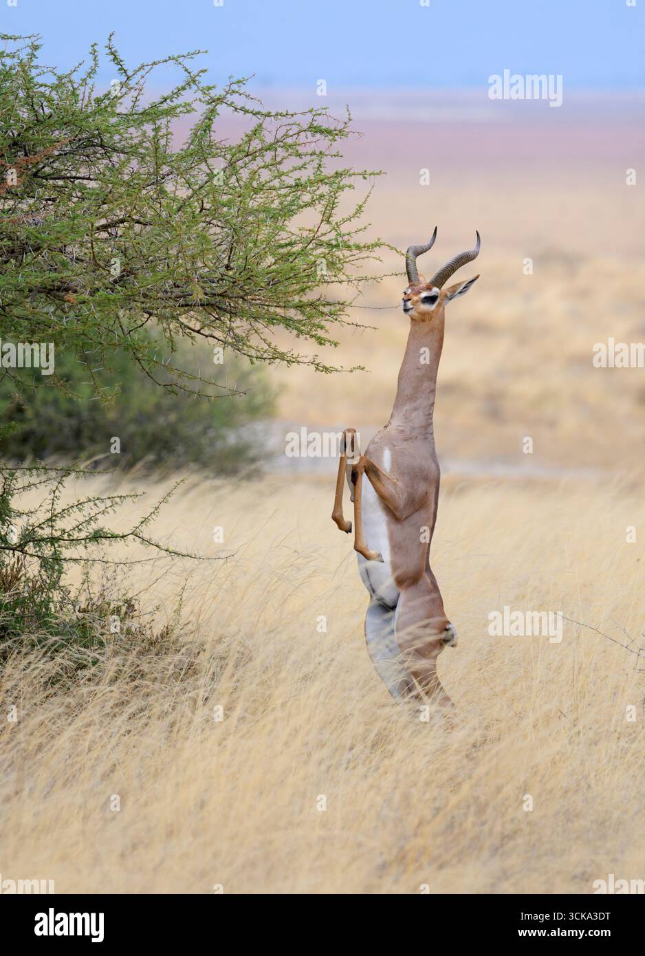 Antilope gerenuk (Litocranius walleri) maschio che torna a quattro gambe dalla posizione verticale dopo aver mangiato foglie di acacia, Amboseli NP, Kenya Foto Stock