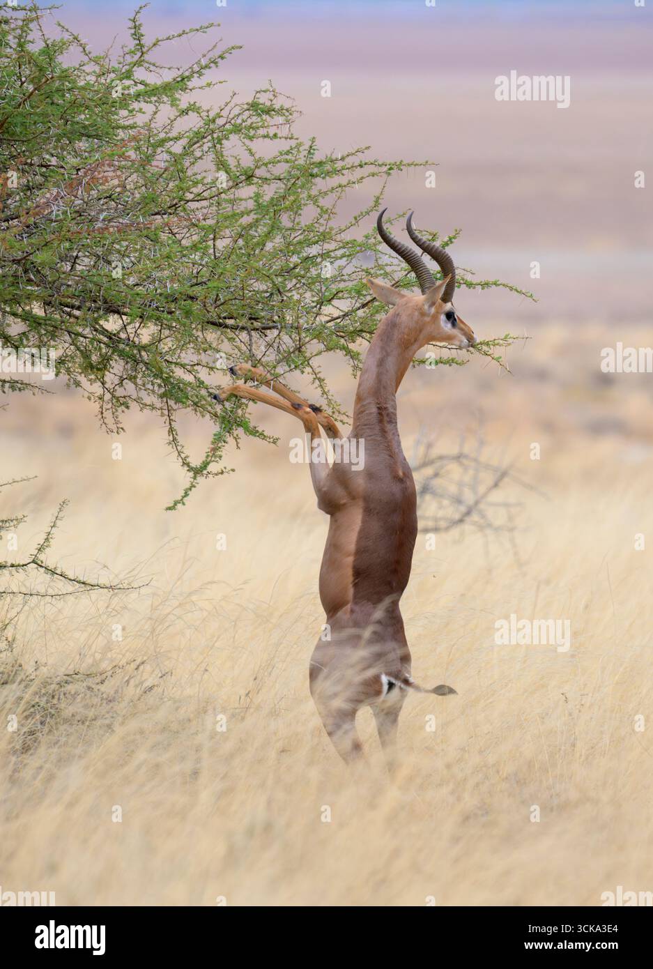 Antilope gerenuk (Litocranius walleri) maschile in piedi sulle gambe di hund mentre mangiano foglie di acacia, Parco Nazionale di Amboseli, Kenya. Foto Stock