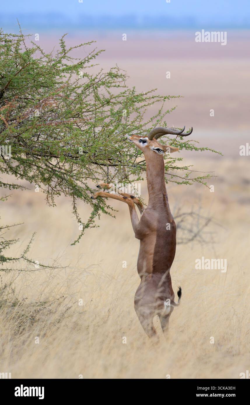 Antilope gerenuk (Litocranius walleri) maschio in piedi in posizione verticale sulle zampe posteriori mentre mangia foglie di acacia, Parco Nazionale di Amboseli, Kenya. Foto Stock