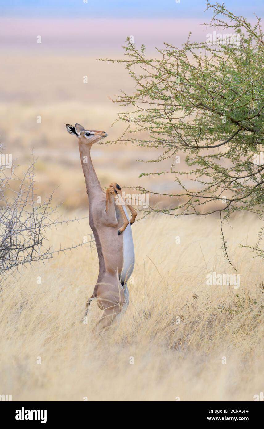 Antilope gerenuk (Litocranius walleri) femmina che torna a quattro gambe dalla posizione verticale dopo aver mangiato foglie di acacia, Amboseli NP, Kenya Foto Stock