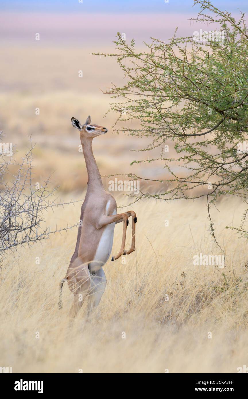Antilope gerenuk (Litocranius walleri) femmina che torna a quattro gambe dalla posizione verticale dopo aver mangiato foglie di acacia, Amboseli NP, Kenya Foto Stock