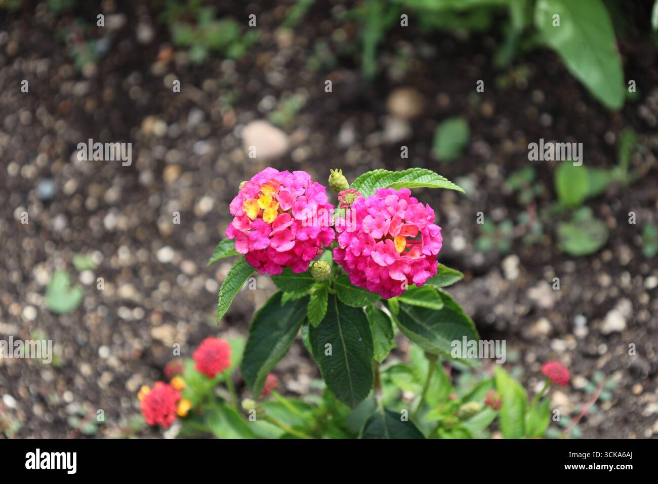 due palline di fiori rosa brillante con centri dorati gialli sopra ricche foglie verdi Foto Stock