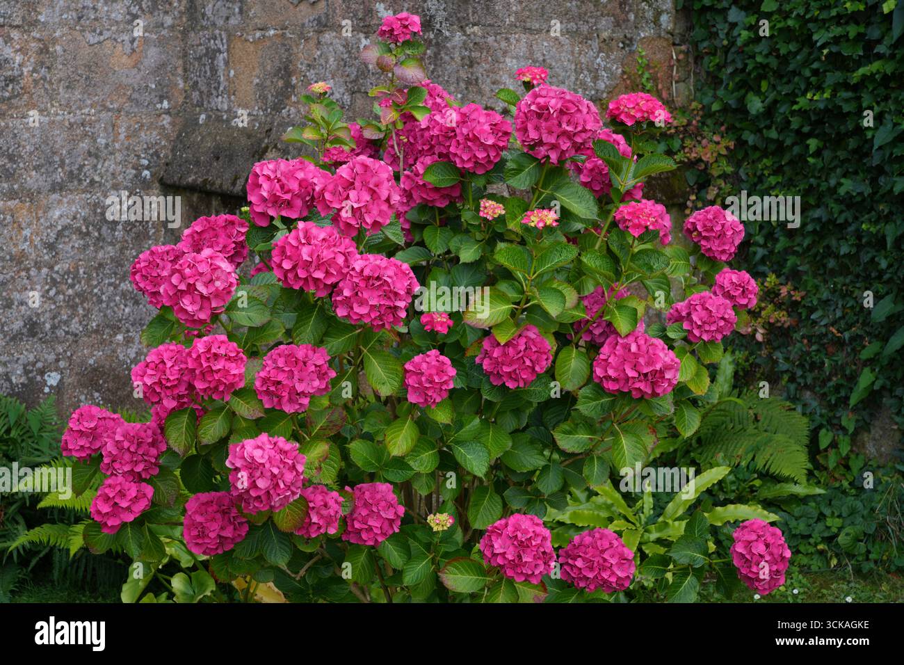 Ortensie rosa che crescono nel giardino della Britanny Foto Stock