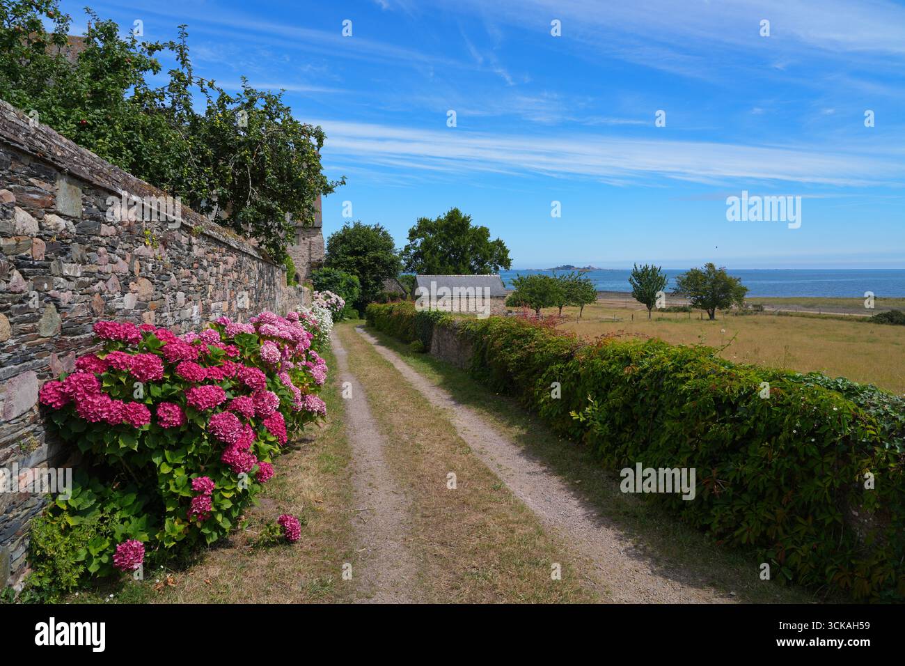Ortensie rosa che crescono nel giardino della Britanny Foto Stock