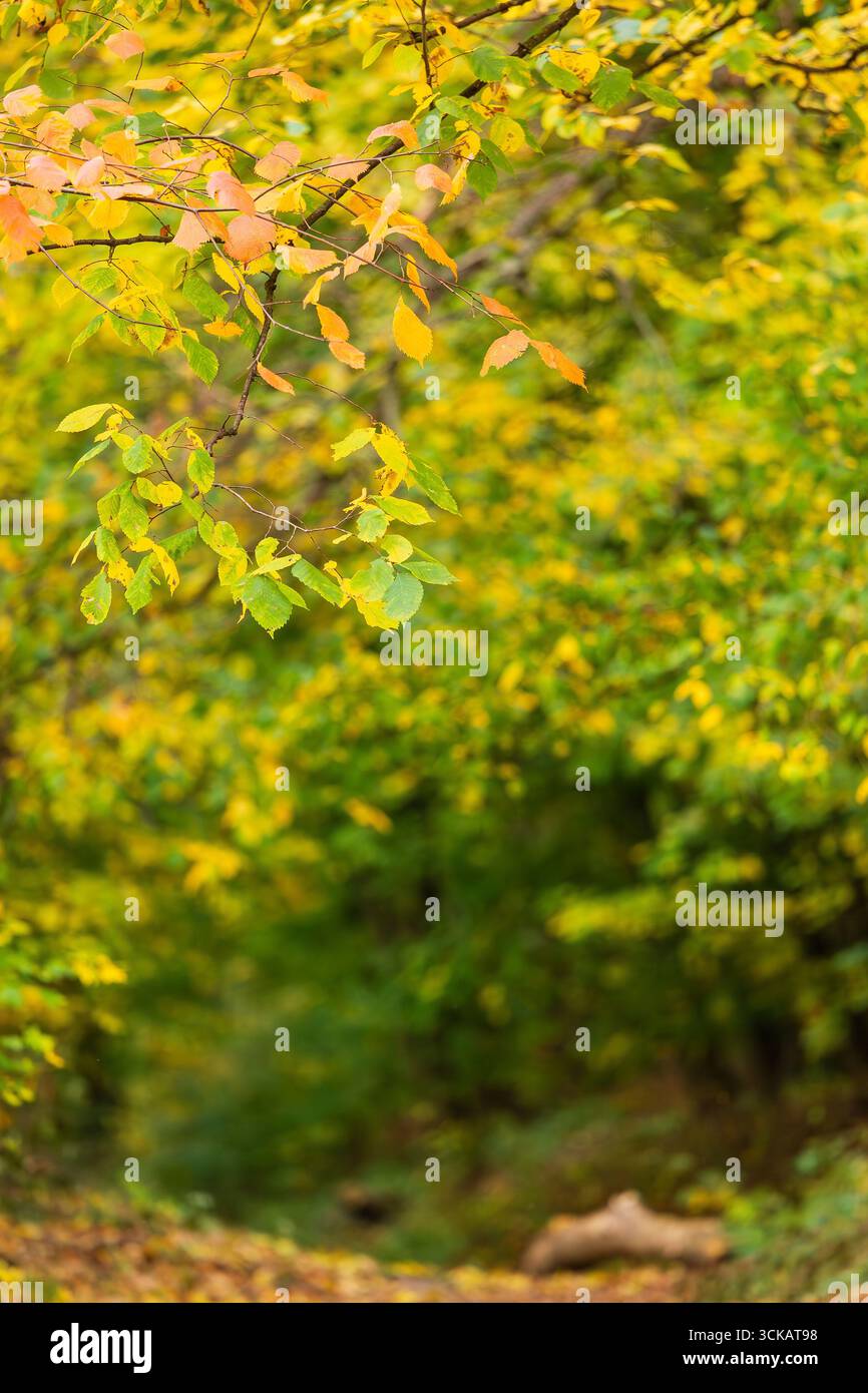 Primo piano del ramo d'albero autunnale con foglie arancioni, gialle e verdi, che mostrano la bellezza del cambiamento stagionale nella natura. Foto Stock