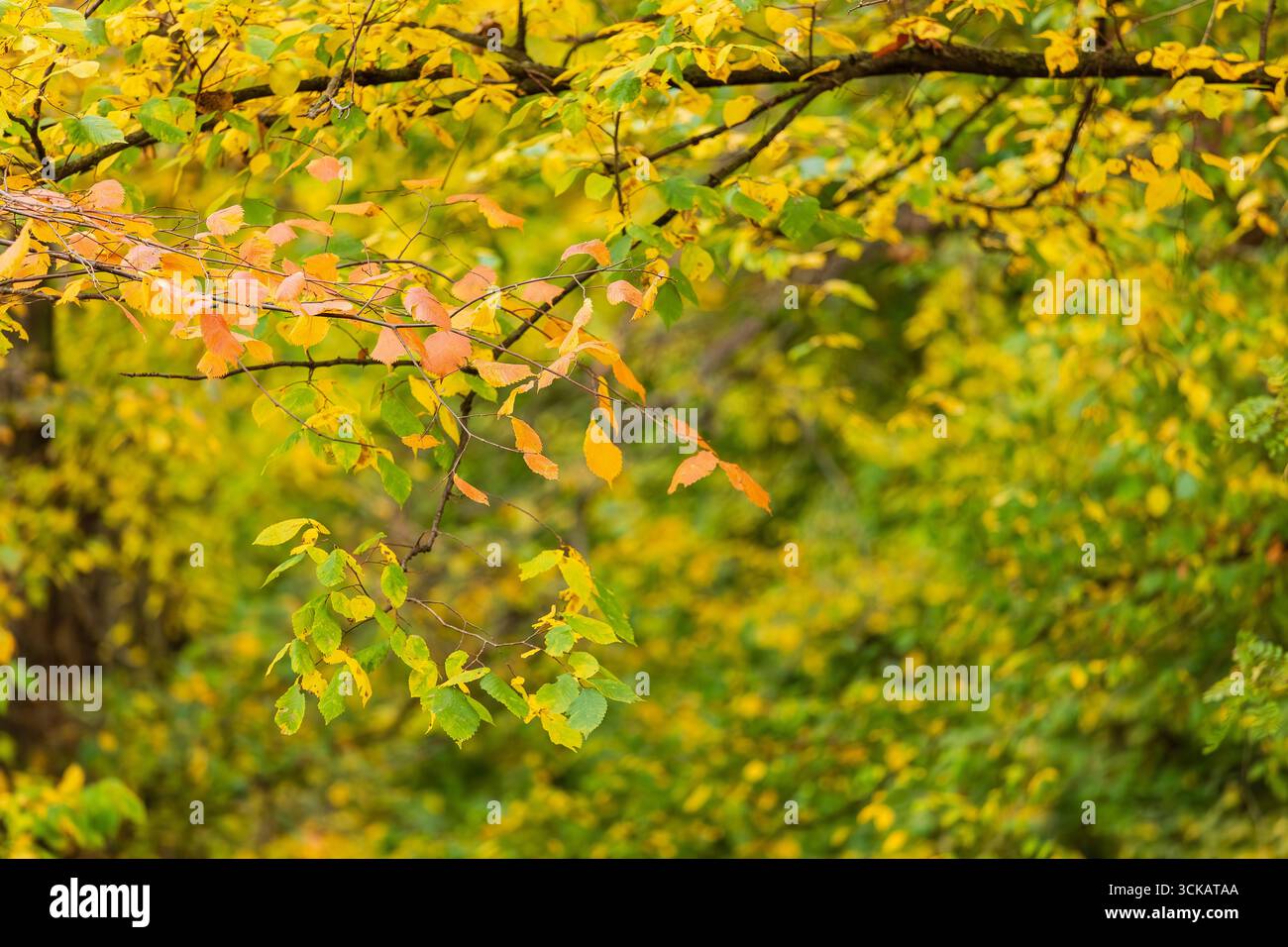 Primo piano del ramo d'albero autunnale con foglie arancioni, gialle e verdi, che mostrano la bellezza del cambiamento stagionale nella natura. Foto Stock