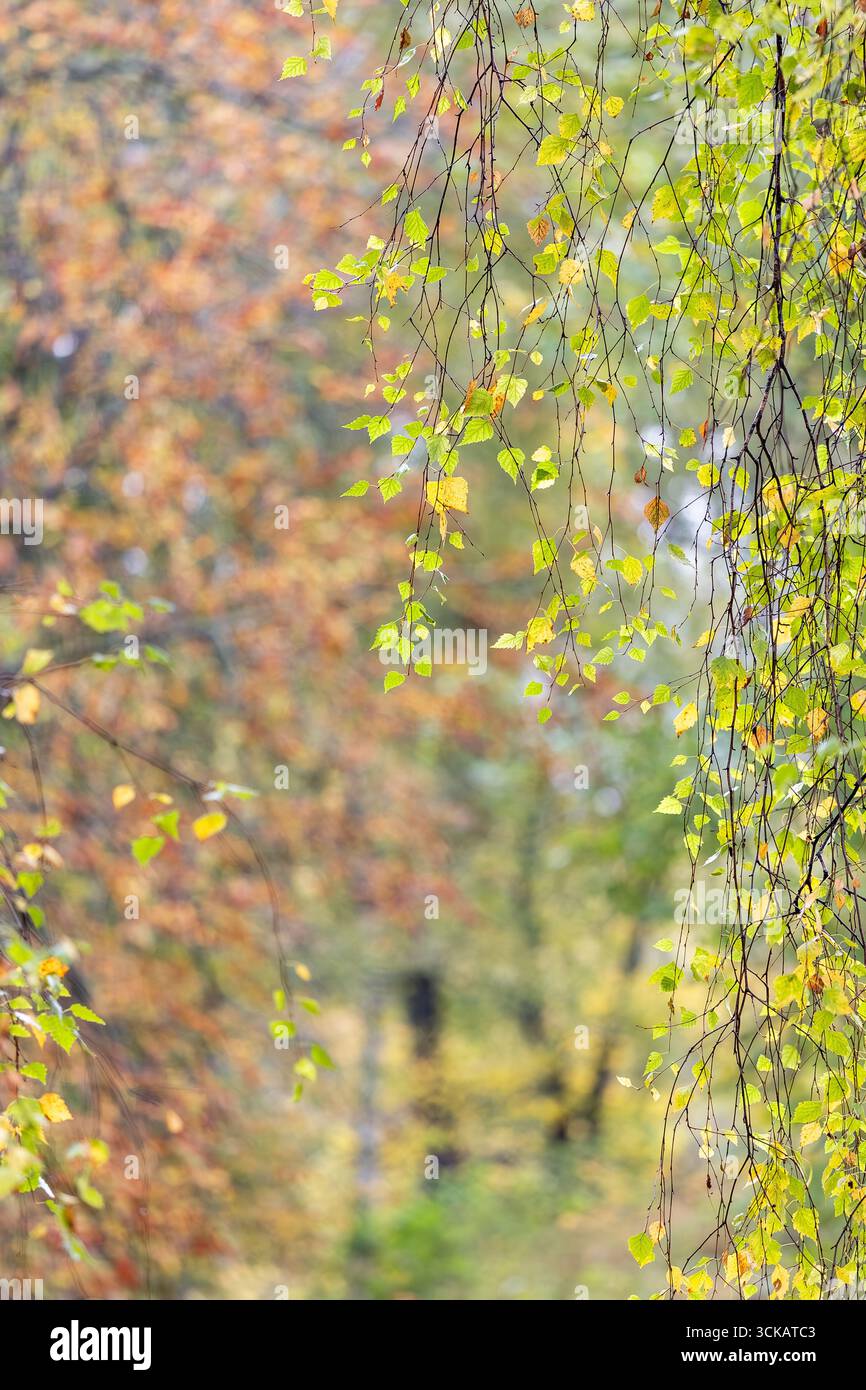 Delicati rami d'albero con foglie verdi e gialle fresche appese su un morbido sfondo sfocato di colori autunnali nella foresta. Foto Stock