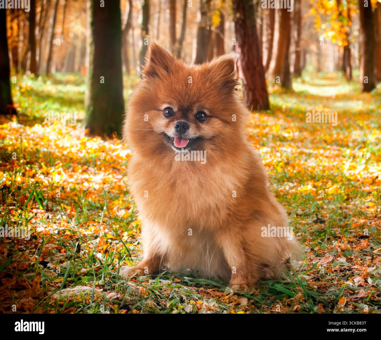 giovane pomerania di fronte alla natura Foto Stock