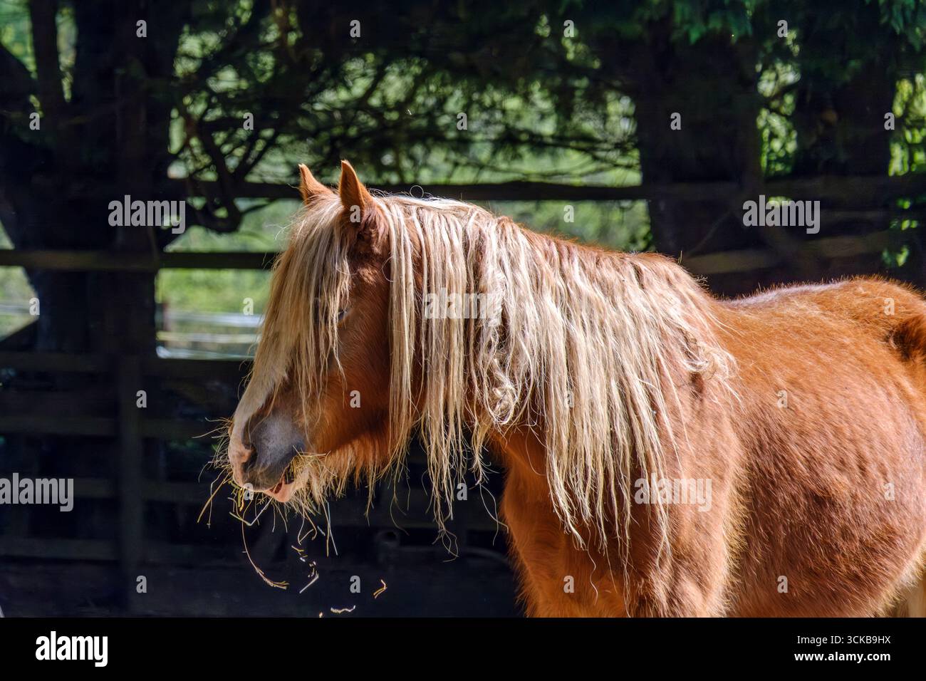 Pony delle Shetland di profilo con lunga criniera bionda su sfondo verde naturale. Foto Stock