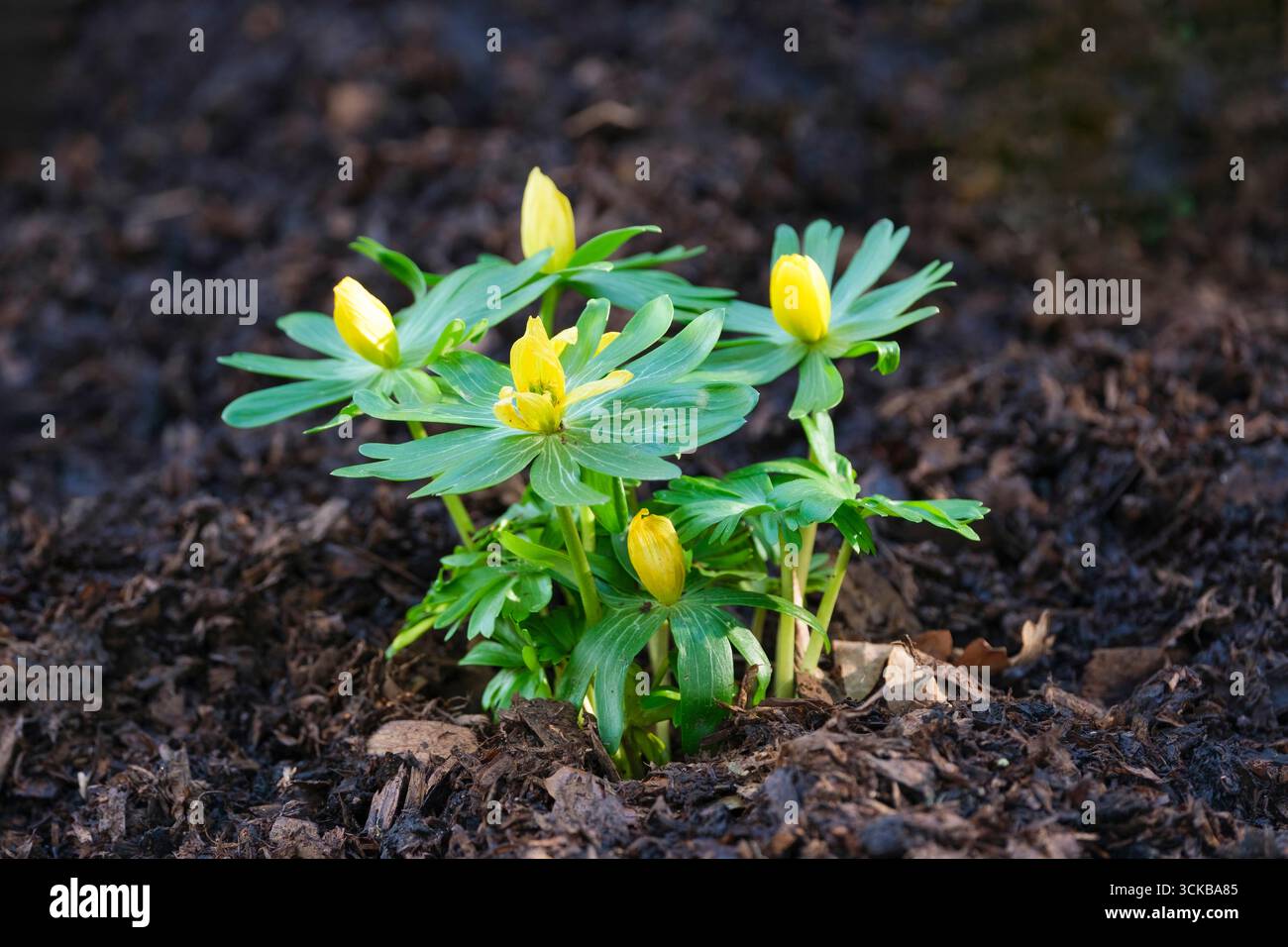 Eranthis hyemalis, aconite invernale, fiori gialli luminosi a forma di tazza circondati da frattazze frondose divise nel tardo inverno Foto Stock