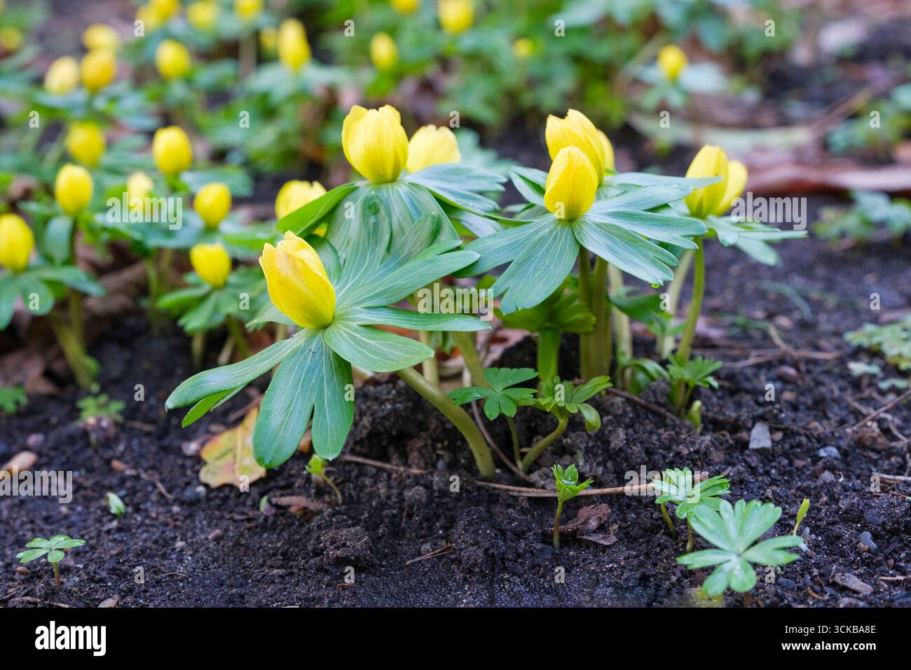 Eranthis hyemalis, aconite invernale, fiori gialli luminosi a forma di tazza circondati da frattazze frondose divise nel tardo inverno Foto Stock