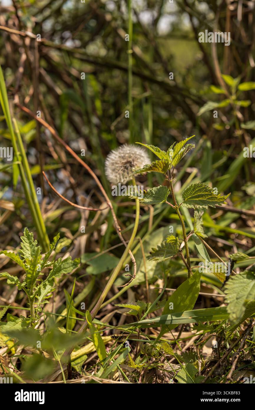 Una vista dettagliata di un dente di leone in fase di seme circondato da ortiche e piante, con vegetazione offuscata e riflessi della luce in un insieme rurale bielorusso Foto Stock