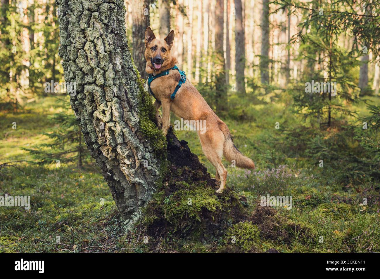 Cane da zenzero in piedi su un albero nella foresta Foto Stock
