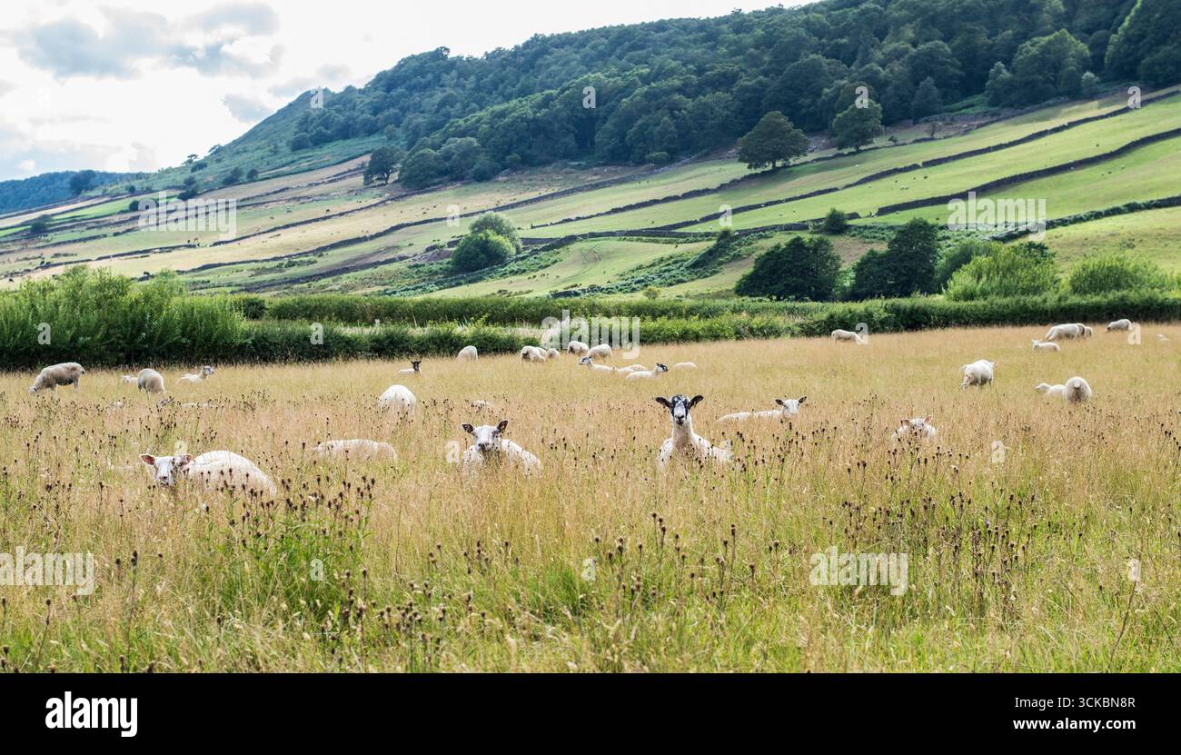 Pecore in un terreno rurale circondato da mura di pietra che guarda verso la macchina fotografica del North Yorkshire Foto Stock