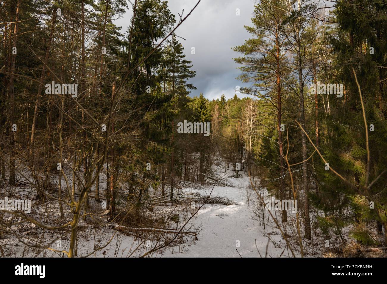 Una tranquilla foresta invernale con un sentiero innevato, fitti pini e la luce del sole che filtra tra i rami. Il cielo è parzialmente nuvoloso, aggiungendo profondità alla S Foto Stock