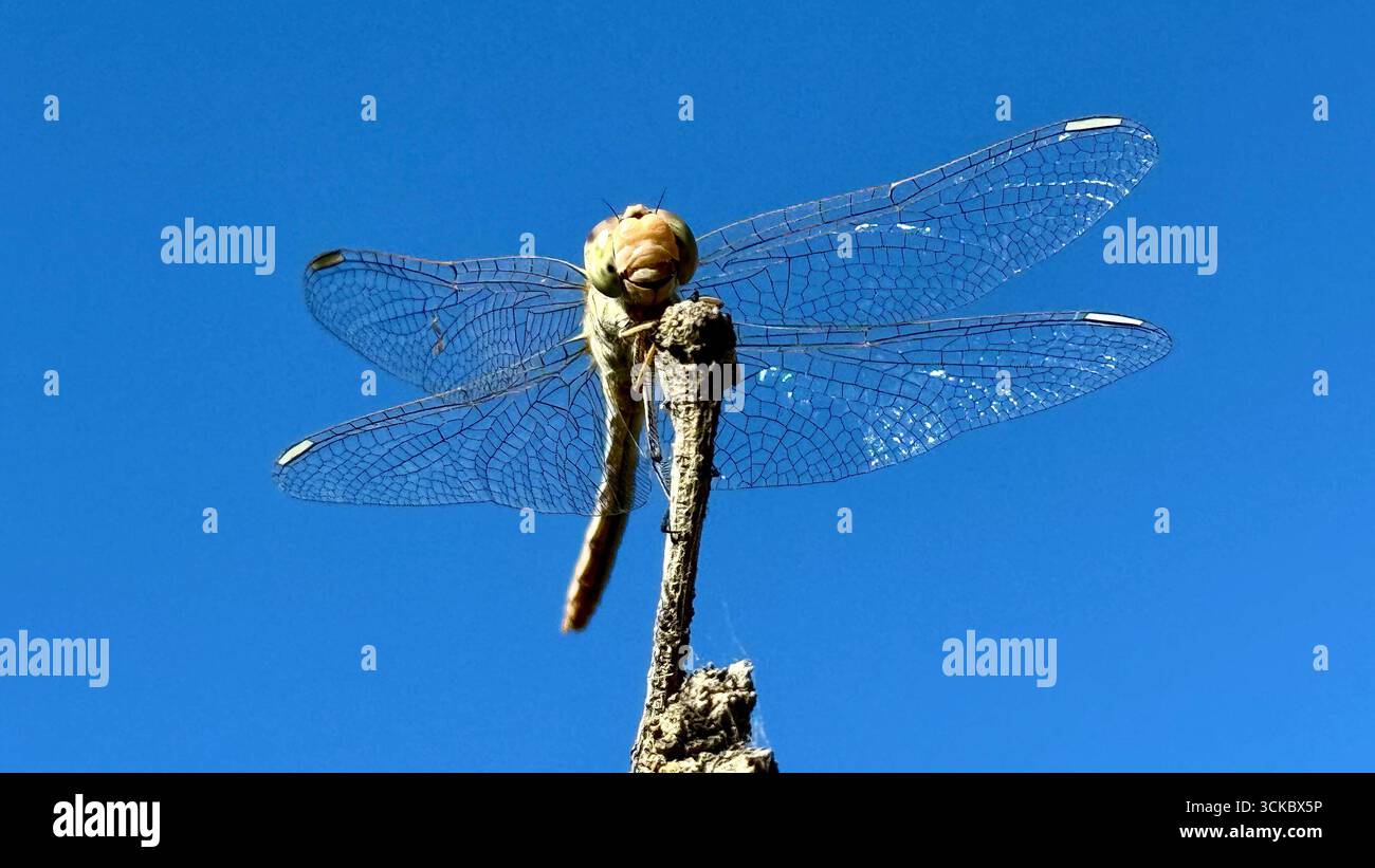 Macro primo piano di una libellula seduta su un ramo sottile contro un cielo azzurro. Dettagliate ali di insetti e corpo, natura e fauna selvatica Foto Stock