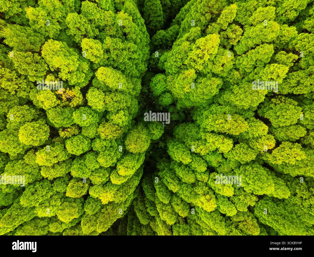 Vista aerea di un mare di vivaci cime verdi degli alberi, una lussureggiante baldacchino che si estende a perdita d'occhio, una sinfonia di arte della natura, Nordeste, Azzorre, Portogallo. Foto Stock
