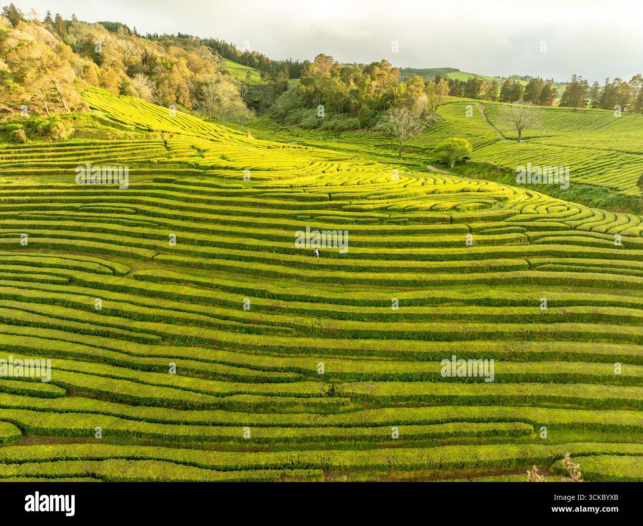 Vista aerea delle piantagioni di tè intensamente verdi che si snodano attraverso il paesaggio sotto un cielo morbido, mostrando la vibrante tappezzeria della natura, Maia, Azzorre, Portogallo. Foto Stock